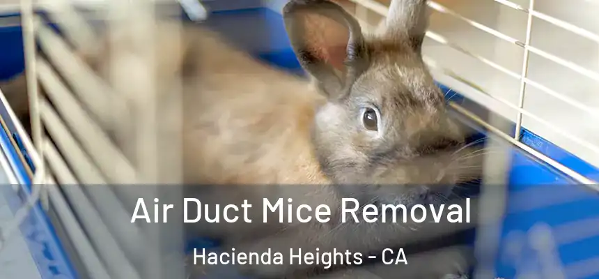  Air Duct Mice Removal Hacienda Heights - CA